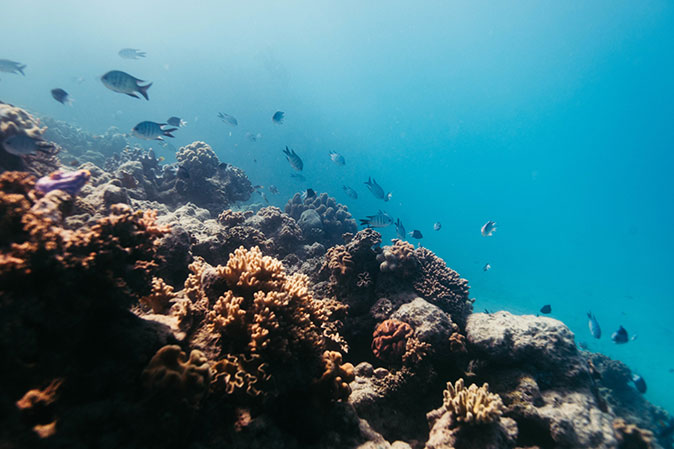 Coral-at-GBR-Photo-Mack-Horton